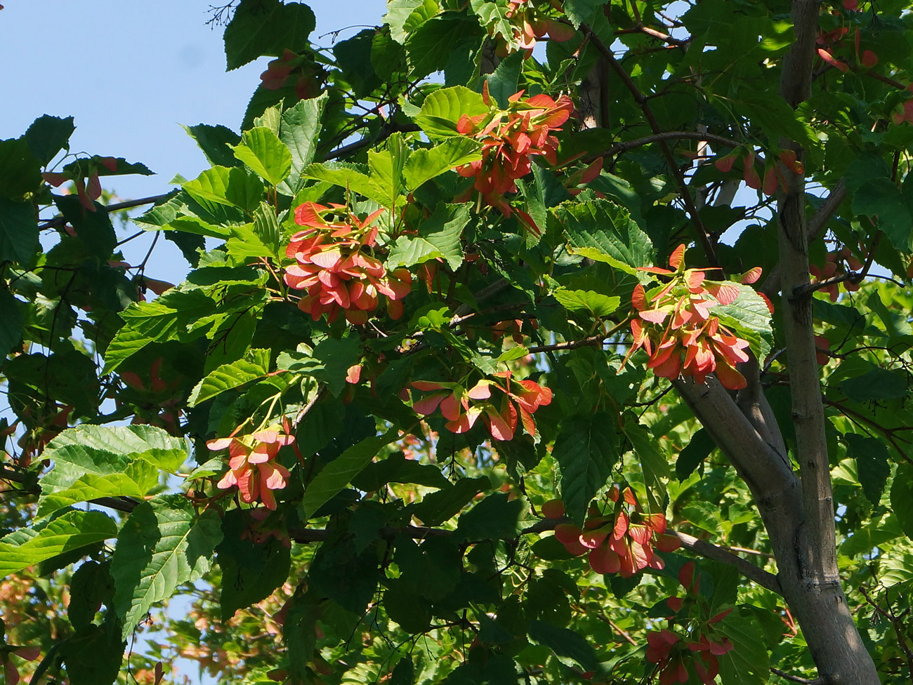 Изображение особи Acer tataricum.