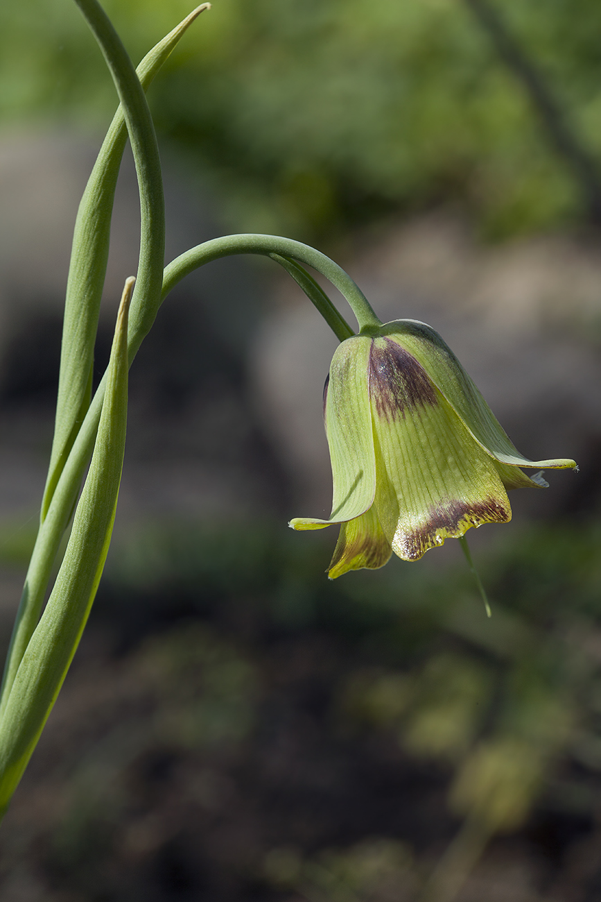 Изображение особи Fritillaria acmopetala.