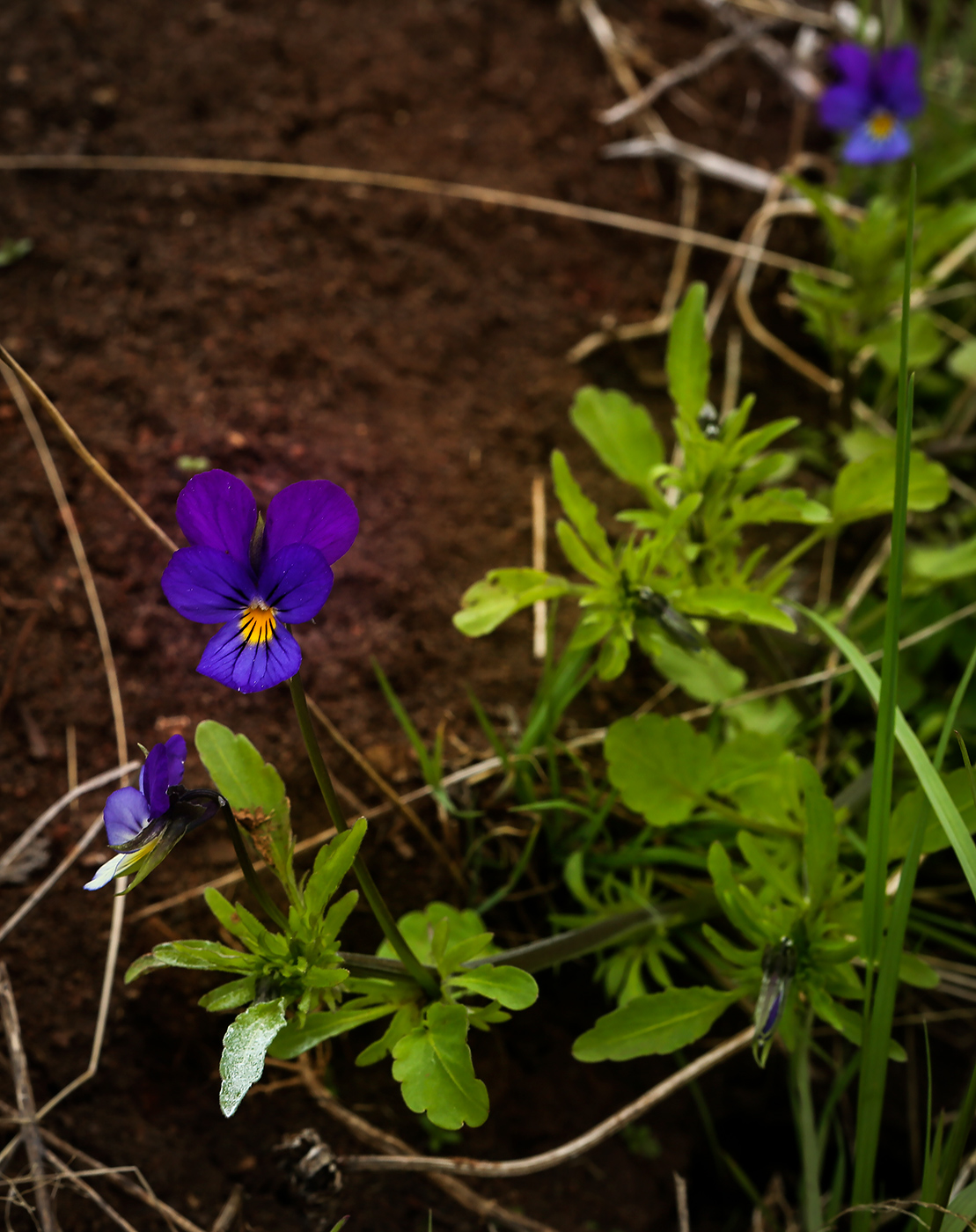 Изображение особи Viola tricolor.