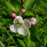 Malus domestica