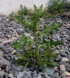 Lactuca serriola. Вегетирующее растение. Пермский край, Свердловский р-н, площадка покрытая гравием у административного здания. 30.06.2018.