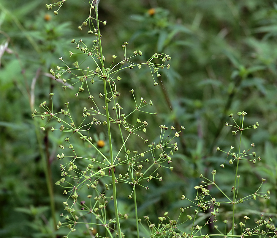 Image of genus Alisma specimen.