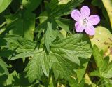 Geranium collinum. Лист и цветок. Украина, Днепропетровская обл., Апостоловский р-н, Токовский сельский совет, берег р. Каменка возле Токовских водопадов. 04.08.2018.