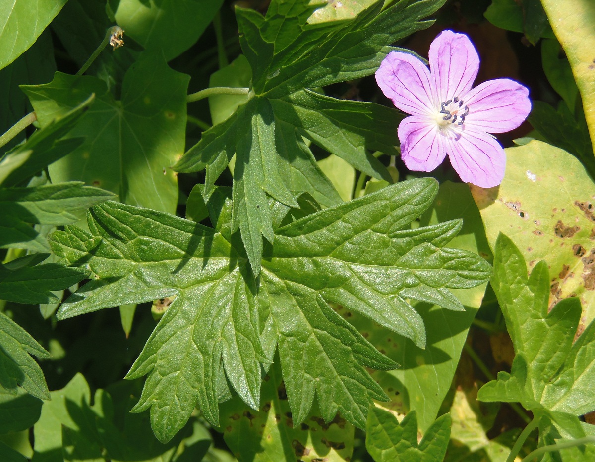 Image of Geranium collinum specimen.