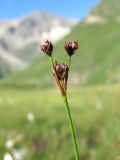 Juncus elbrusicus. Верхушка побега с соплодием. Кабардино-Балкария, Эльбрусский р-н, долина р. Ирикчат, ок. 2700 м н.у.м., заболоченное место. 06.08.2018.