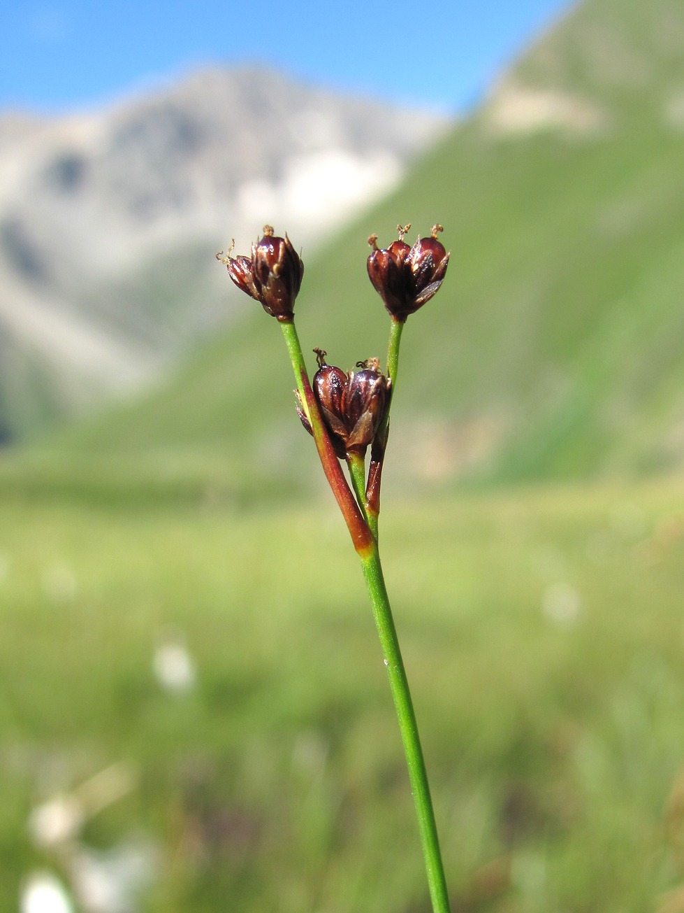 Изображение особи Juncus elbrusicus.