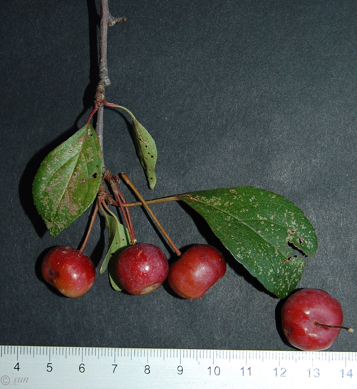 Image of Malus niedzwetzkyana specimen.