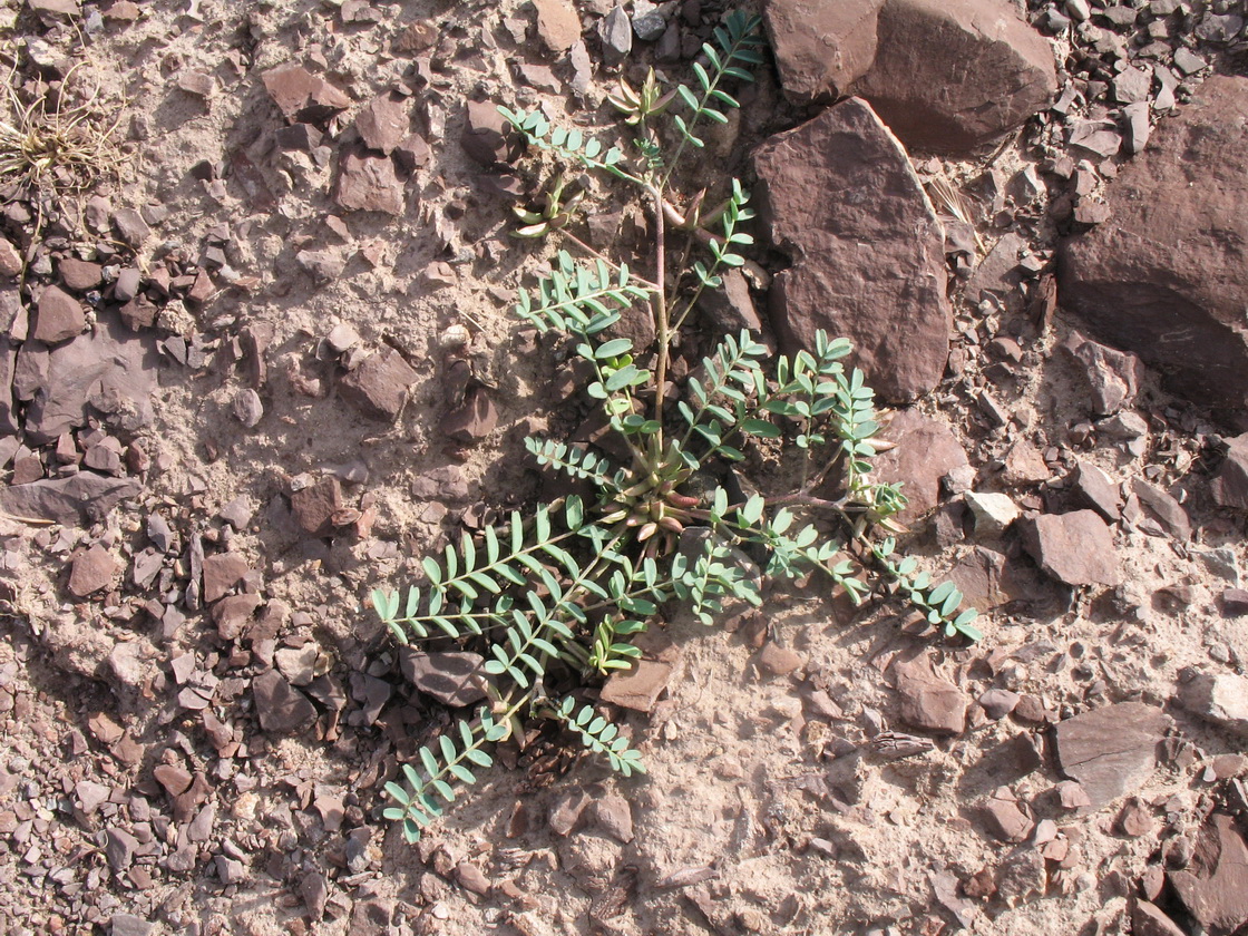 Image of Astragalus psiloglottis specimen.