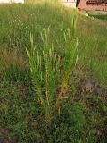 Reseda luteola