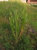 Reseda luteola. Цветущее растение. Украина, Закарпатская обл., Виноградовский р-н, окр. села Веряца, железнодорожная насыпь. 21 июня 2010 г.