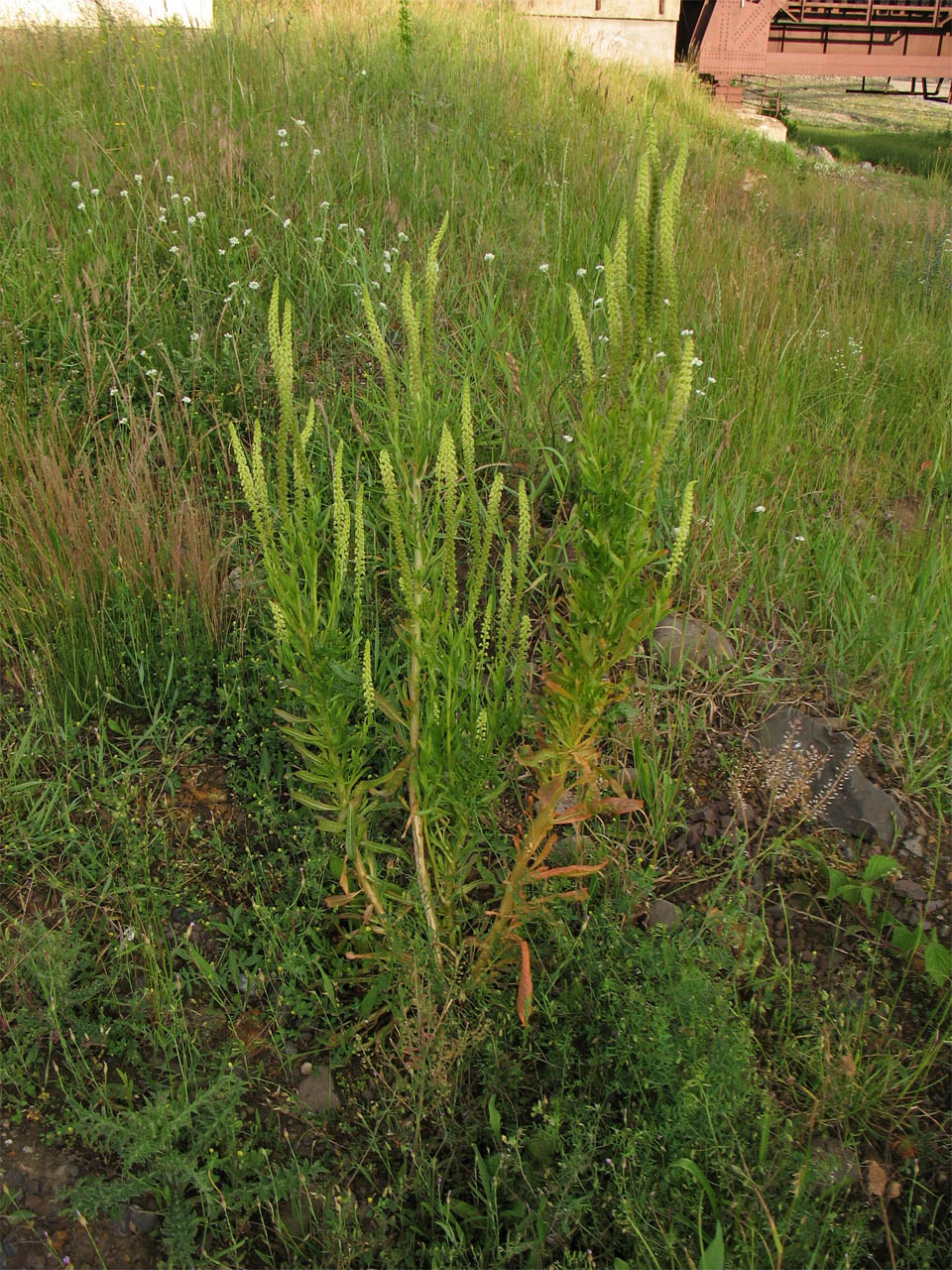 Изображение особи Reseda luteola.