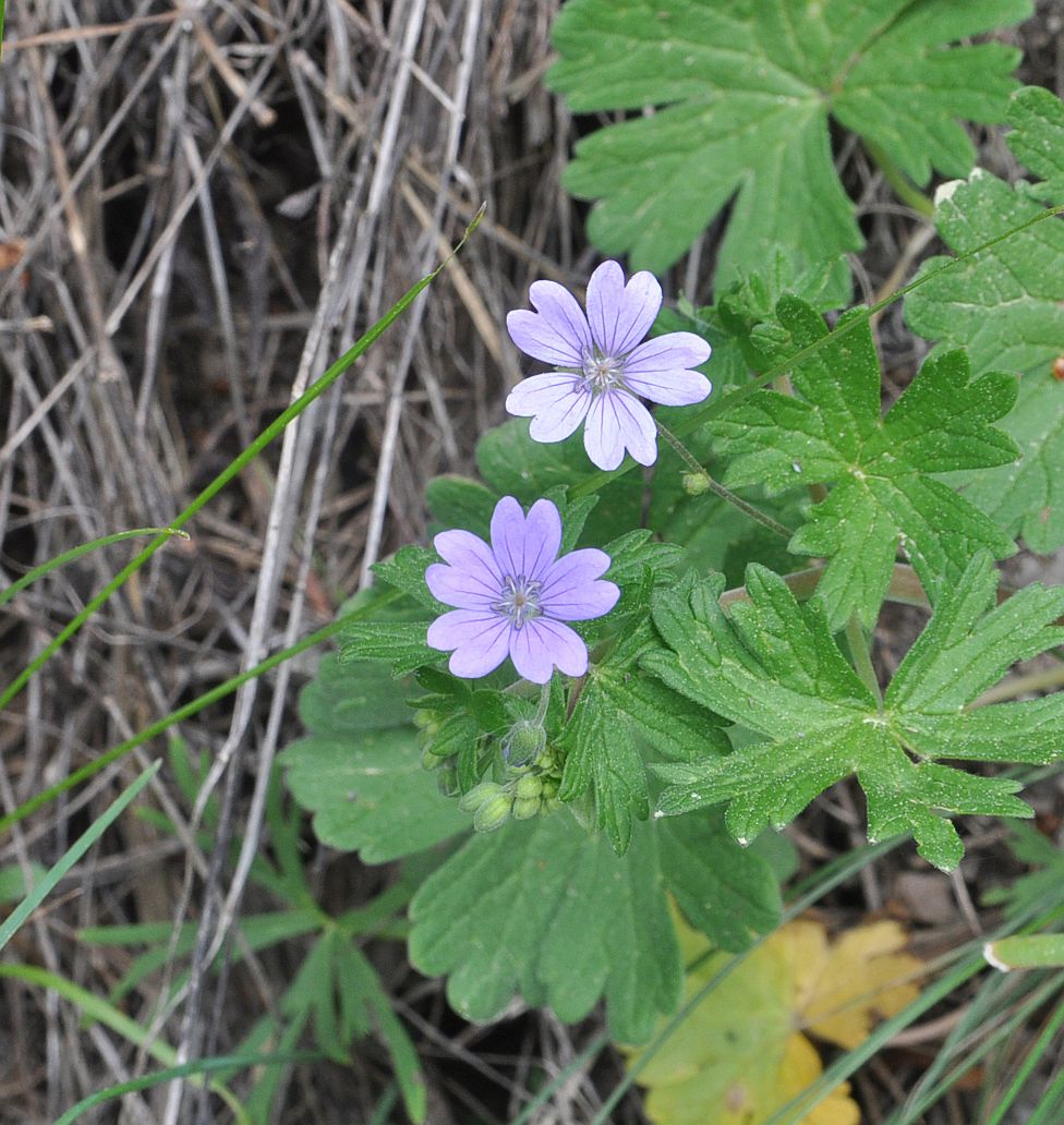 Image of Geranium pyrenaicum specimen.