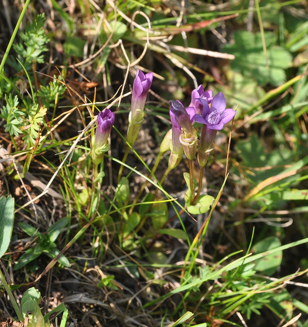 Image of Gentianella caucasea specimen.