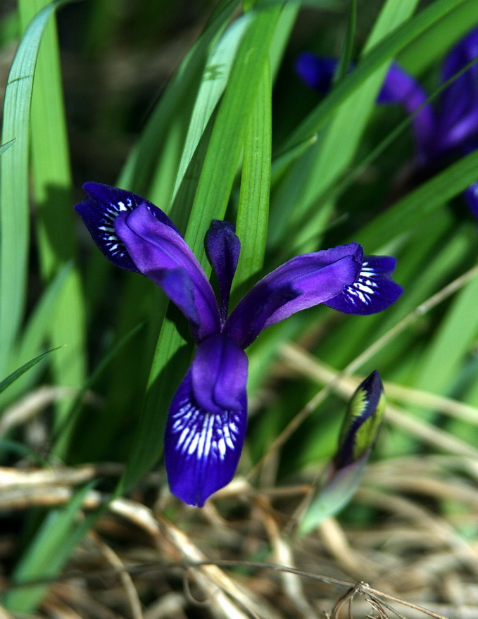 Изображение особи Iris ruthenica.