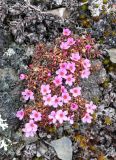 Douglasia ochotensis. Цветущее растение с капельками воды, замерзшими ночью. Чукотский АО, Чаунский р-н, на 48-50 км от г. Певек в сторону пос. Комсомольский, вдоль трассы, щебенистая тундра. 05.06.2018.