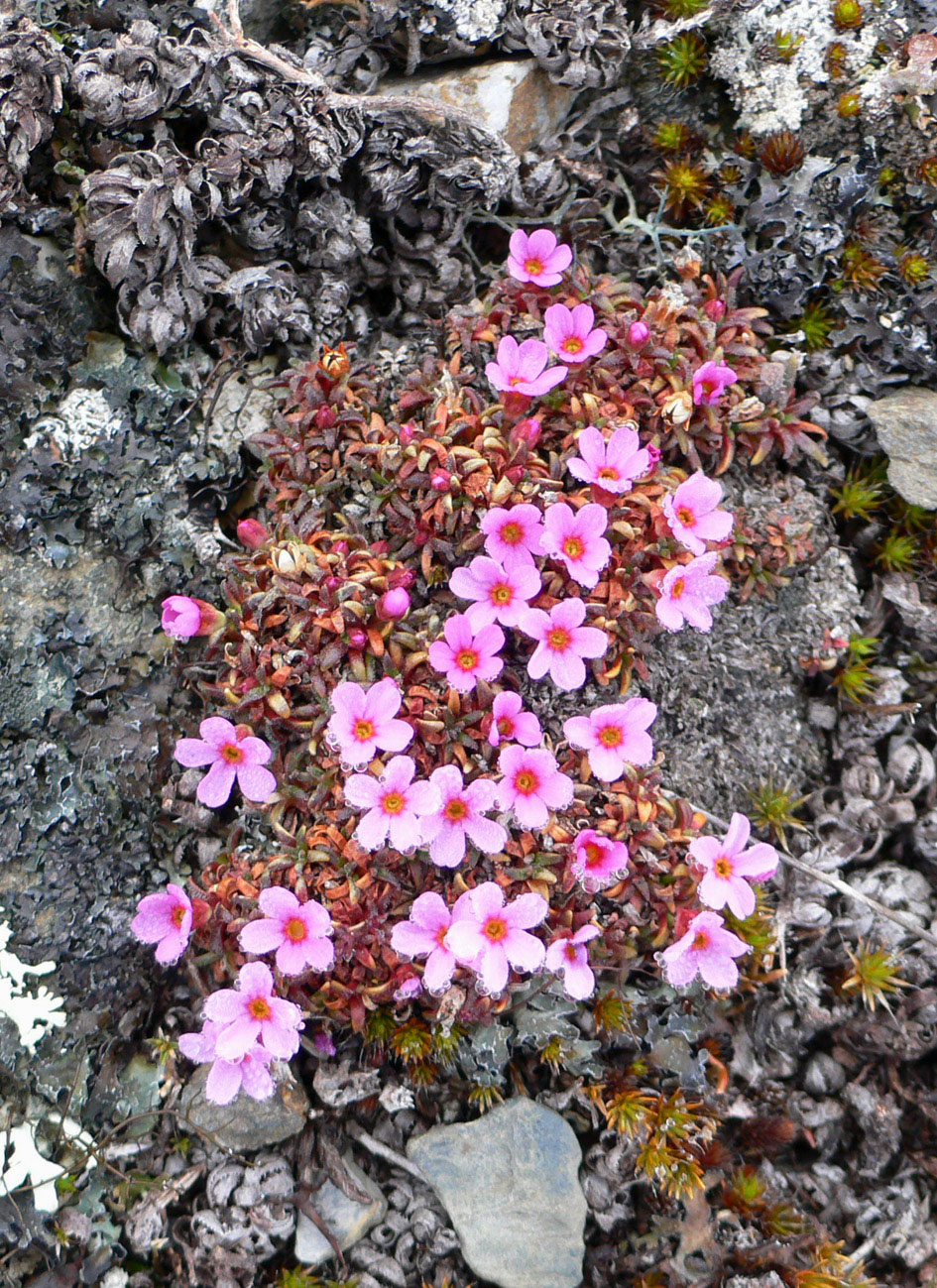 Изображение особи Douglasia ochotensis.