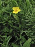 Helianthemum ovatum