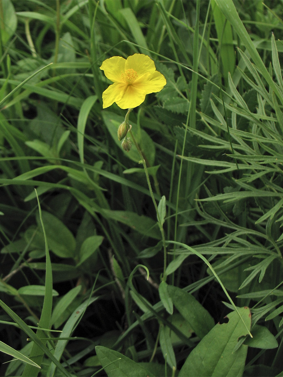 Image of Helianthemum ovatum specimen.