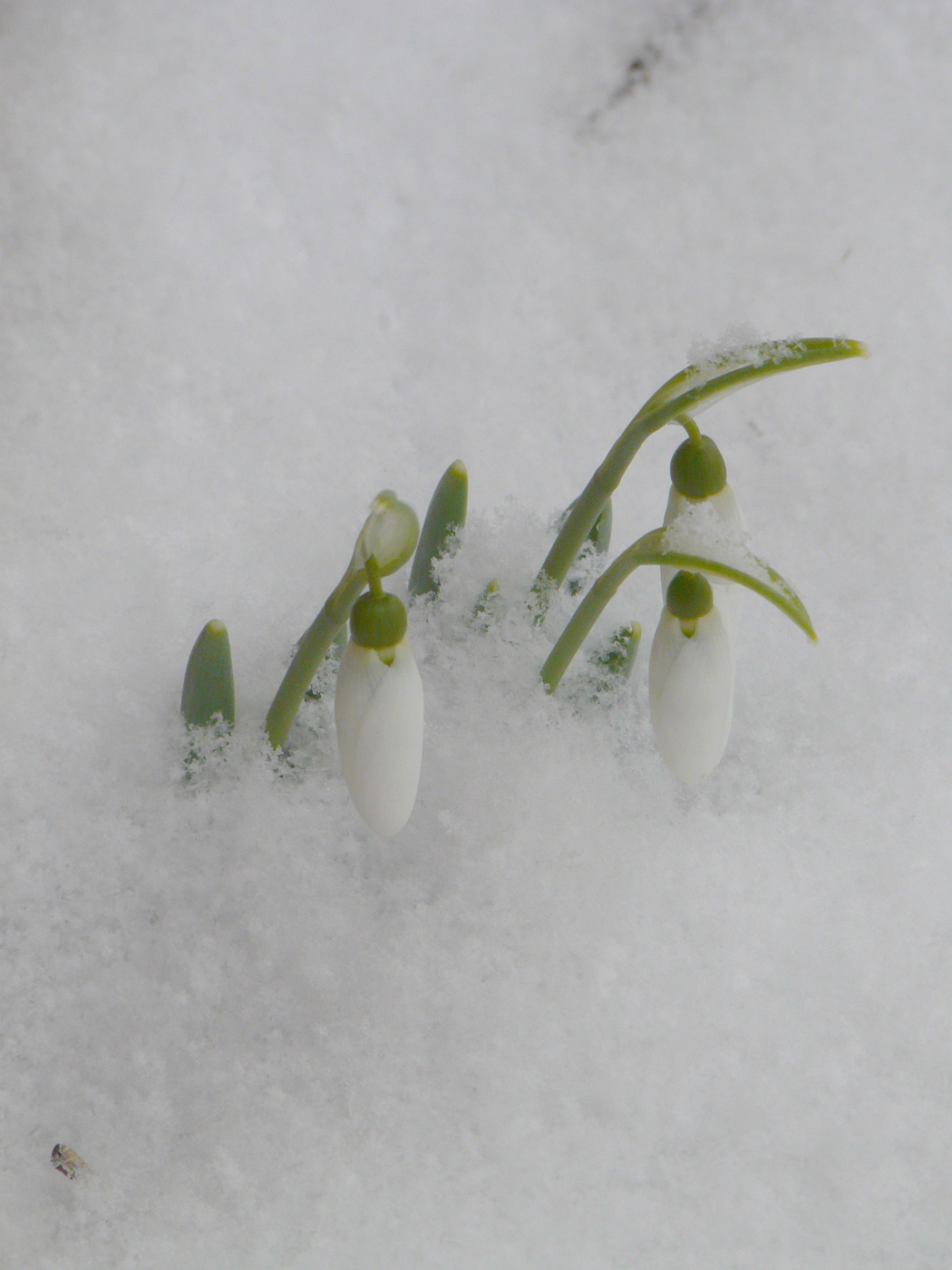 Изображение особи Galanthus graecus.