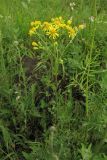 Senecio jacobaea. Цветущее растение. Украина, Ивано-Франковская обл., Галичский р-н, окр. с. Бовшев, Касова гора, луговой склон. 24 июня 2010 г.