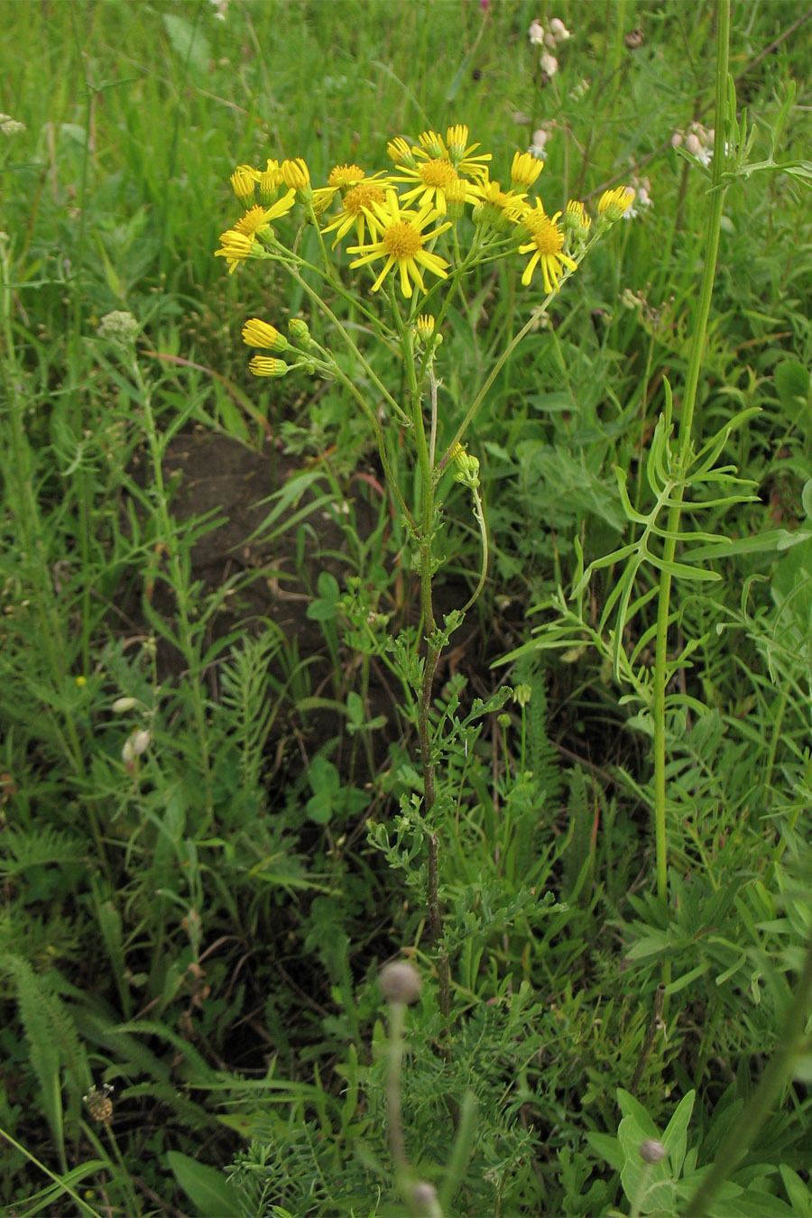 Изображение особи Senecio jacobaea.