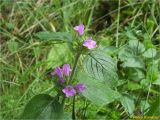 Clinopodium vulgare. Верхушка цветущего растения. Украина, Ивано-Франковская обл., Болеховский горсовет, Поляницкий сельсовет, Поляницкий региональный ландшафтный парк, буковое редколесье. 13.07.2018.