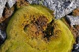 Bucklandiella microcarpa. Вегетирующие растения. Мурманская обл., Хибины, перевал Южный Рисчорр, ≈ 900 м н.у.м., каменистый склон. 08.08.2018.