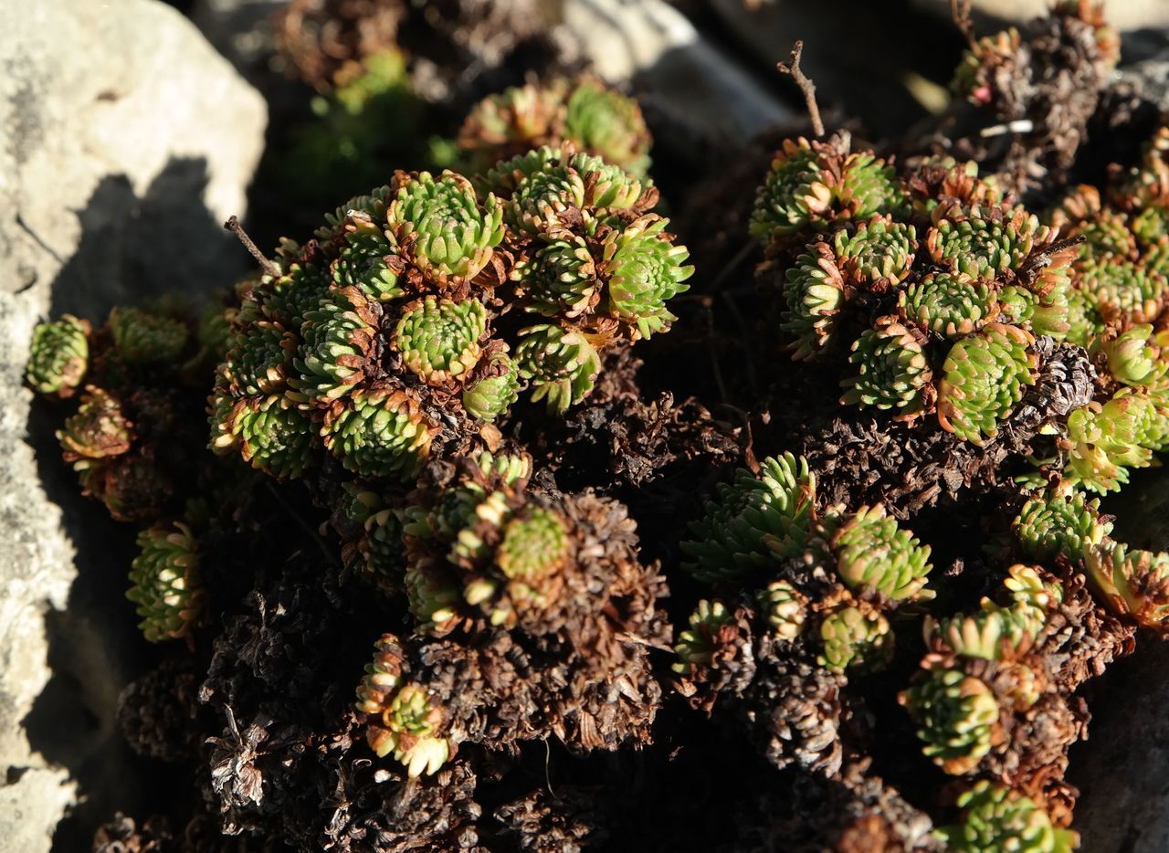Image of genus Androsace specimen.