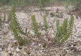 Alyssum turkestanicum разновидность desertorum. Плодоносящее растение. Краснодарский край, Темрюкский р-н, Куликовское гирло, старый береговой вал. 23.04.2016.