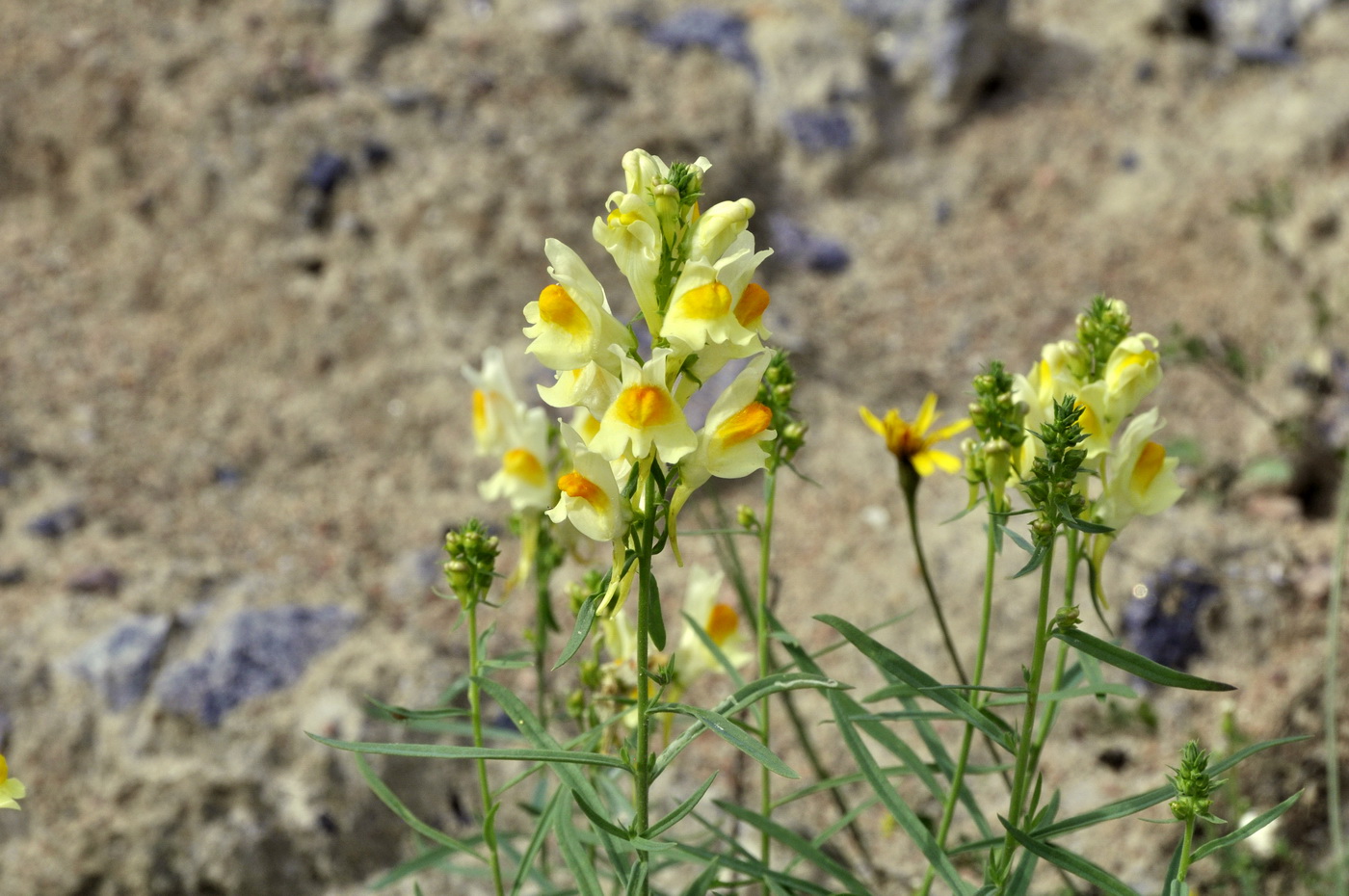 Изображение особи Linaria vulgaris.