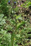 Lycopsis arvensis. Верхушка цветущего растения. Северная Осетия, север Осетинской равнины, холмы на правом берегу р. Урсдон близ устья. 09.05.2010.