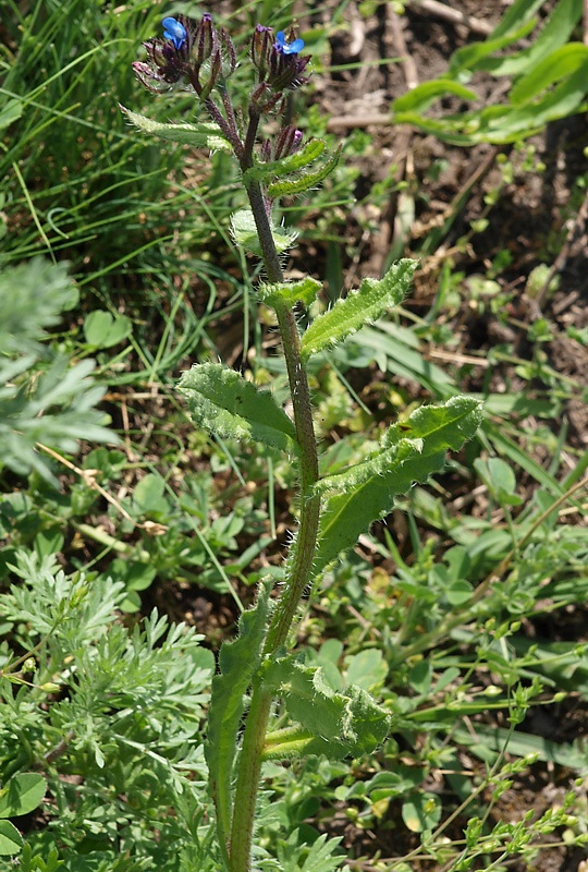 Изображение особи Lycopsis arvensis.