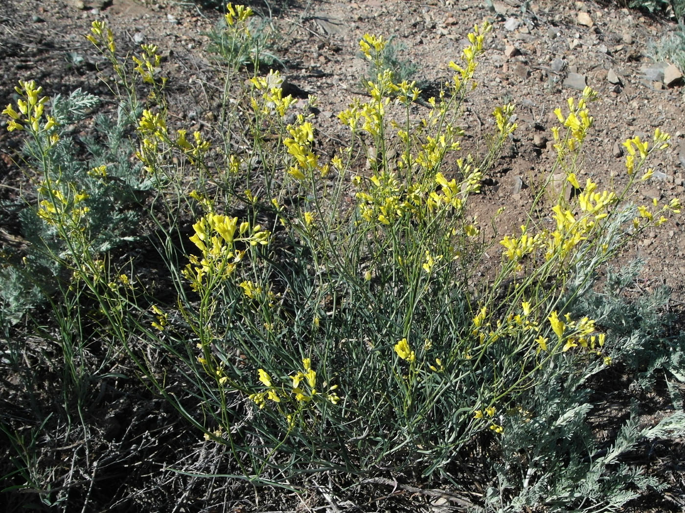 Image of Sisymbrium polymorphum specimen.