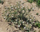 Centaurea iberica. Цветущее растение. Узбекистан, г. Ташкент, Юнусабадский р-н, склон холма Кулоктепа (Quloqtepa). 22.07.2018.
