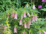 Campanula takesimana