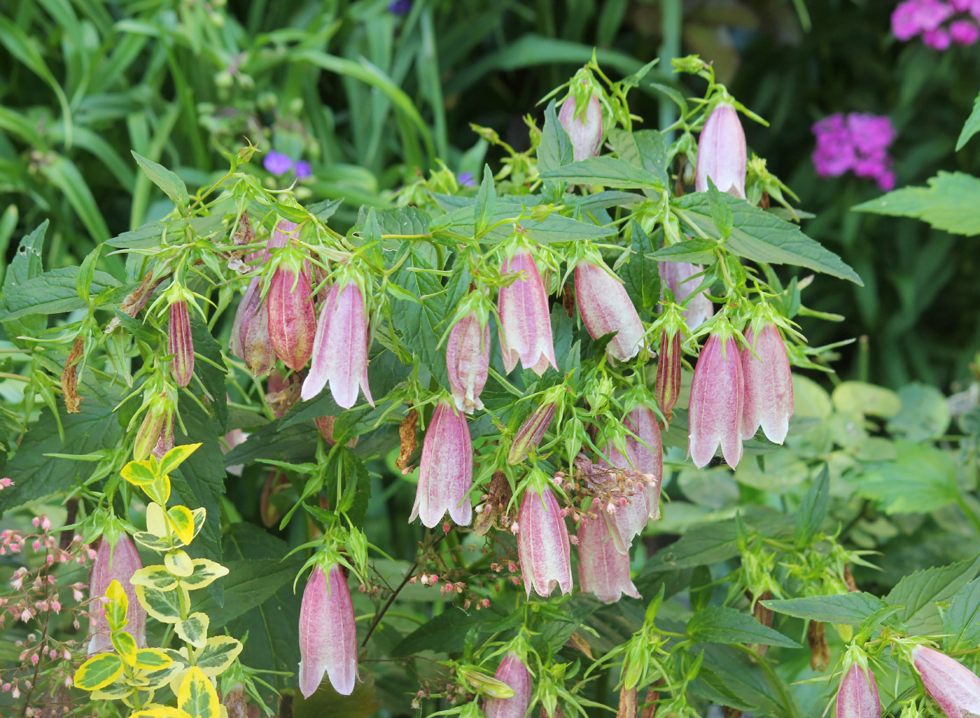 Изображение особи Campanula takesimana.