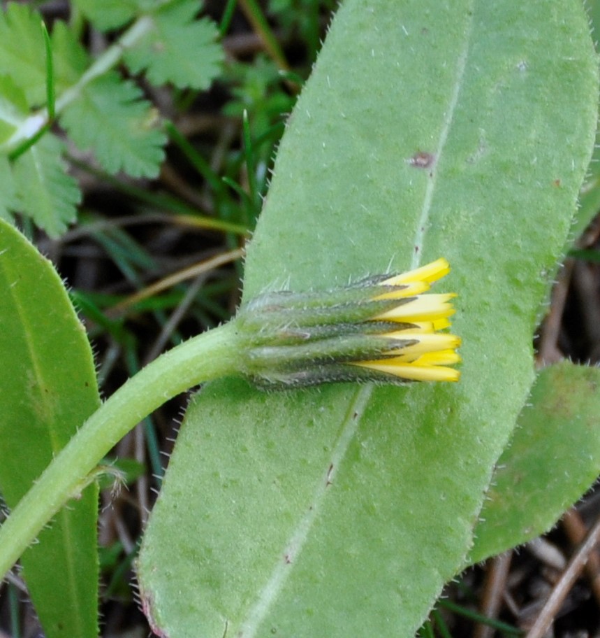 Image of Hedypnois rhagadioloides specimen.