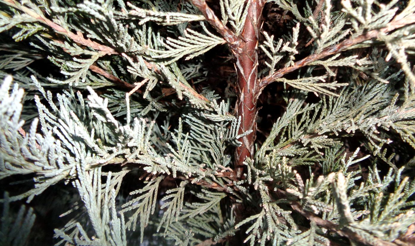 Image of genus Juniperus specimen.