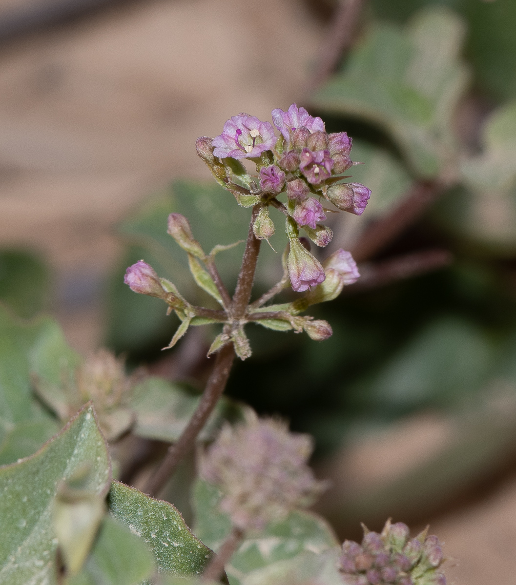 Image of Commicarpus helenae specimen.