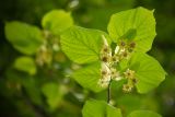 Tilia platyphyllos