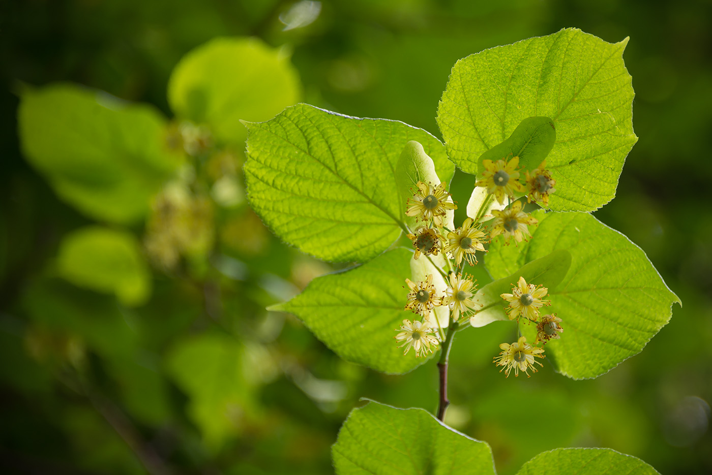 Image of Tilia platyphyllos specimen.