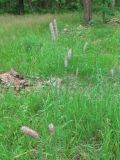 Phleum pratense