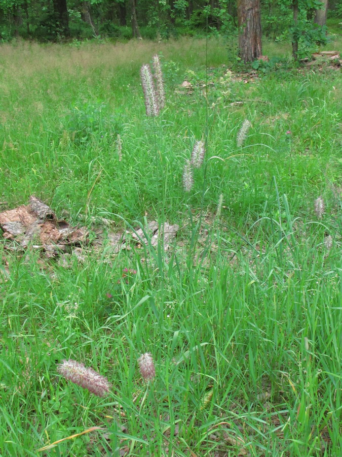 Image of Phleum pratense specimen.