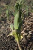 Fritillaria persica. Вегетирующее растение. Костромская обл., Судиславский р-н, дер. Антипино, в культуре. 25.04.2019.