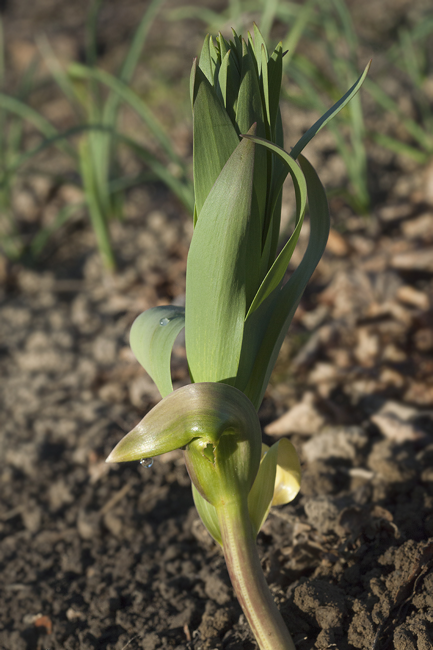 Изображение особи Fritillaria persica.