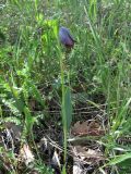 Fritillaria caucasica