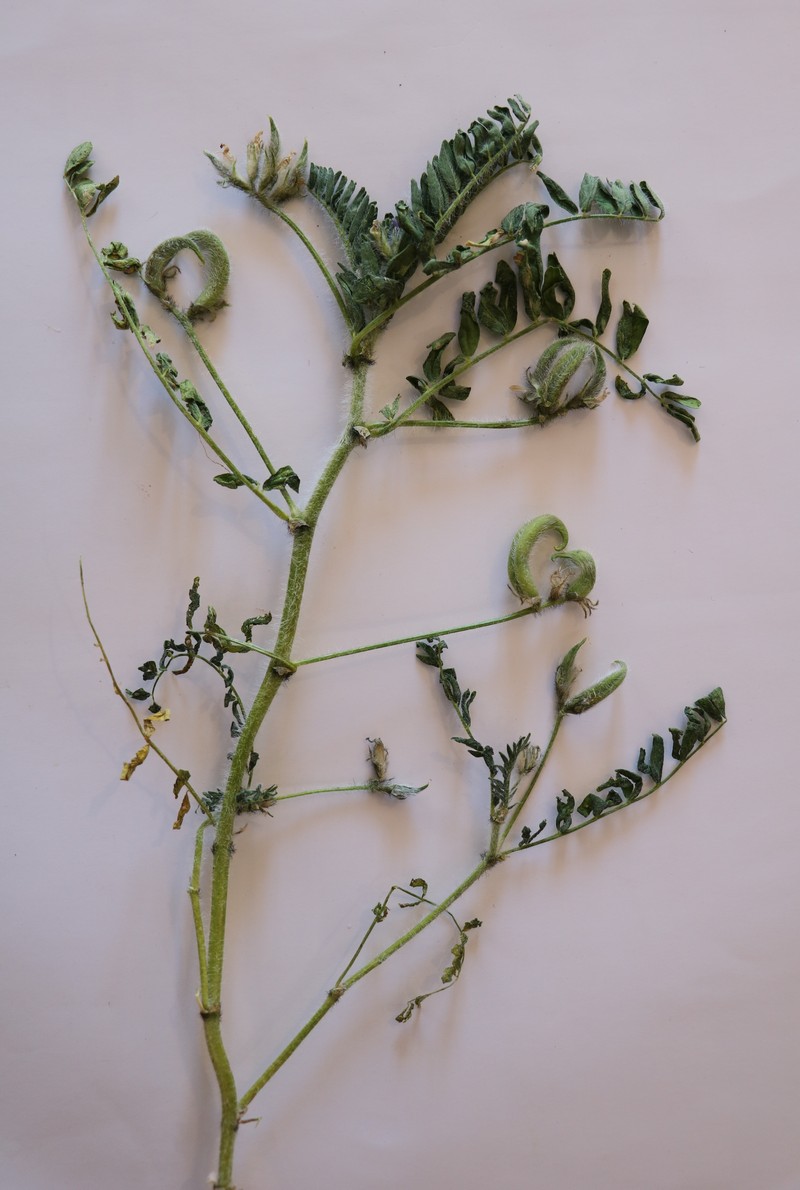 Image of Astragalus commixtus specimen.