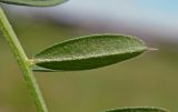 Vicia angustifolia
