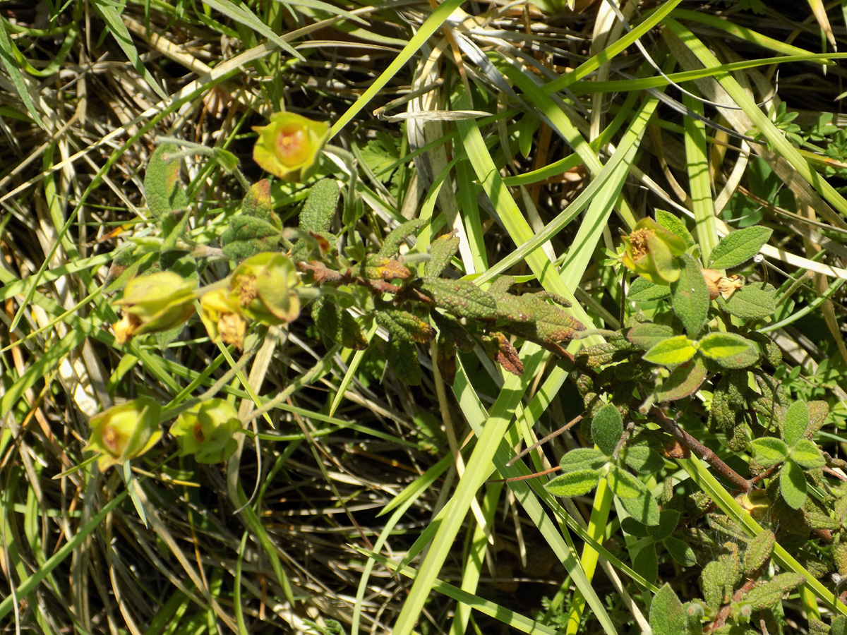 Image of Cistus salviifolius specimen.