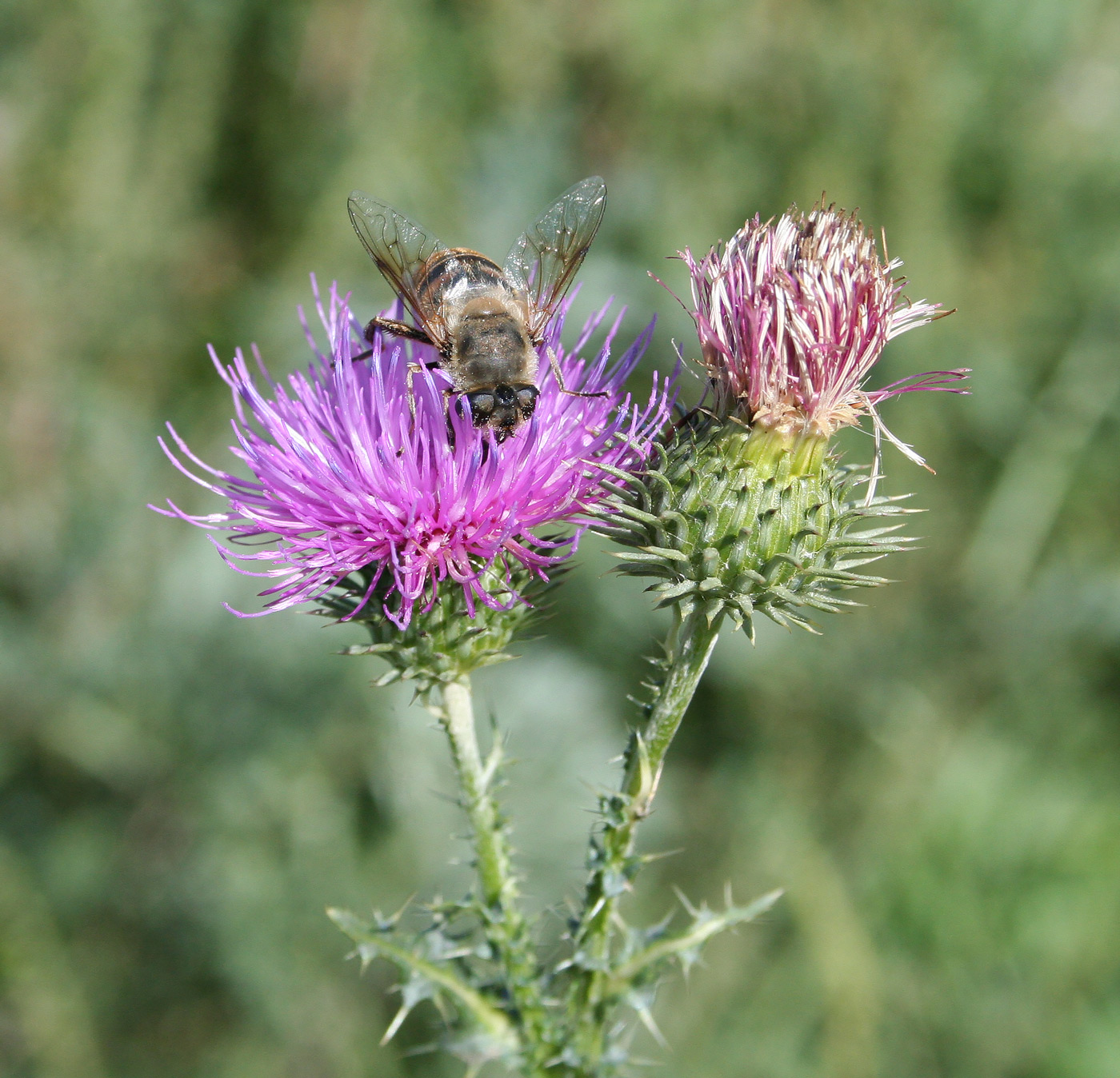 Изображение особи Carduus acanthoides.